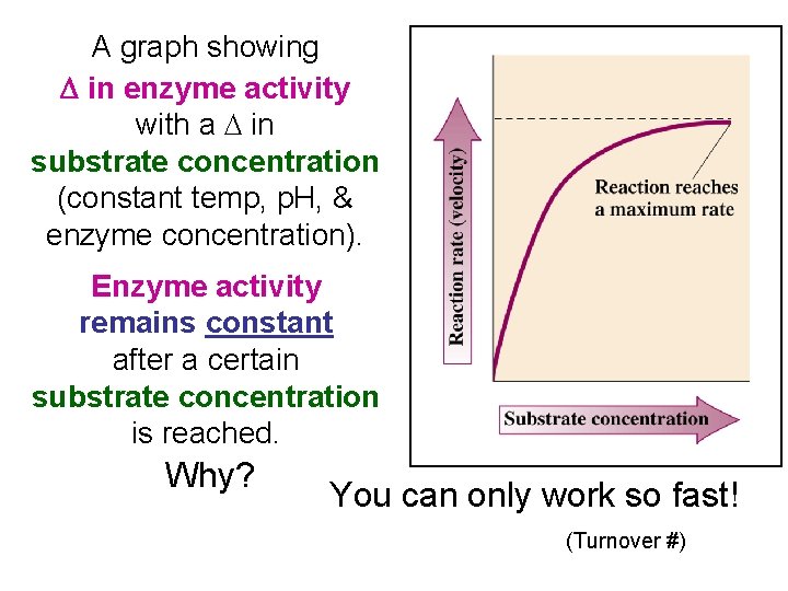 A graph showing D in enzyme activity with a D in substrate concentration (constant