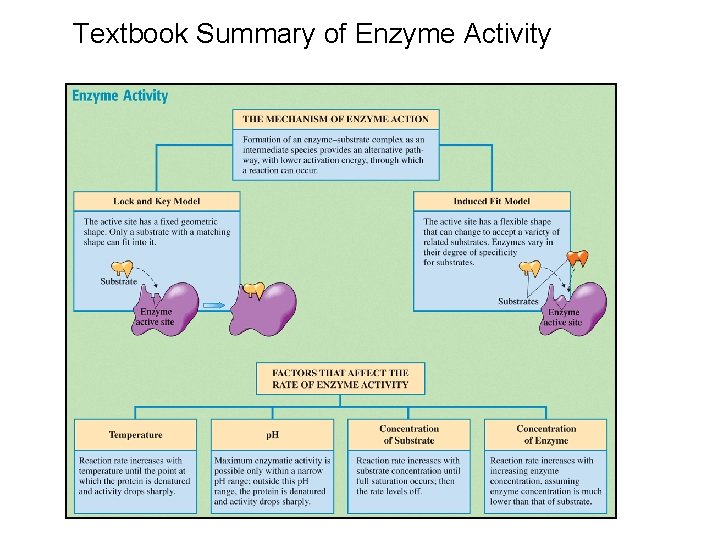 Textbook Summary of Enzyme Activity 