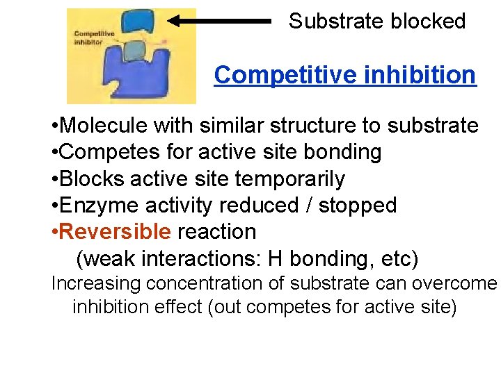 Substrate blocked Competitive inhibition • Molecule with similar structure to substrate • Competes for