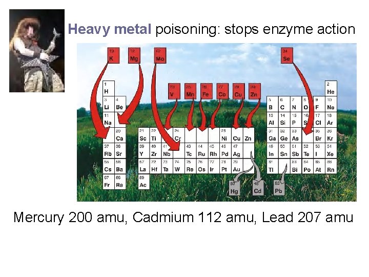 Heavy metal poisoning: stops enzyme action Mercury 200 amu, Cadmium 112 amu, Lead 207