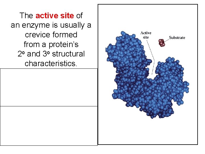 The active site of an enzyme is usually a crevice formed from a protein’s