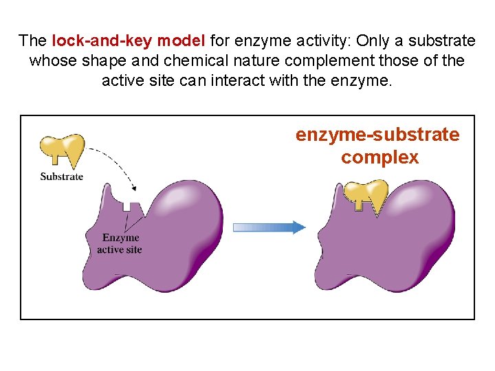 The lock-and-key model for enzyme activity: Only a substrate whose shape and chemical nature