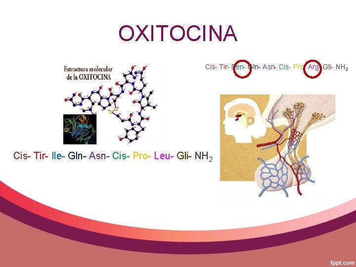 OXITOCINA Cis- Tir- Fen- Gln- Asn- Cis- Pro- Arg- Gli- NH 2 Cis- Tir-