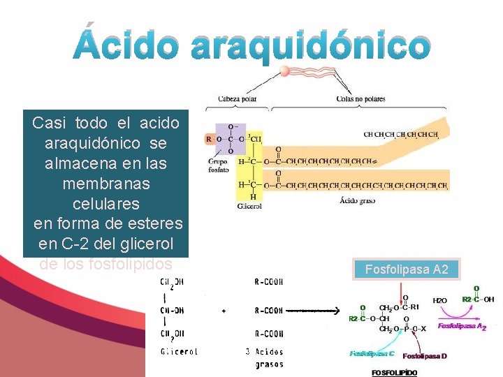 Ácido araquidónico Casi todo el acido araquidónico se almacena en las membranas celulares en