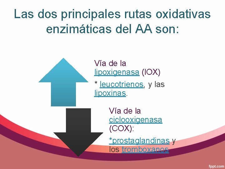 Las dos principales rutas oxidativas enzimáticas del AA son: Vía de la lipoxigenasa (l.