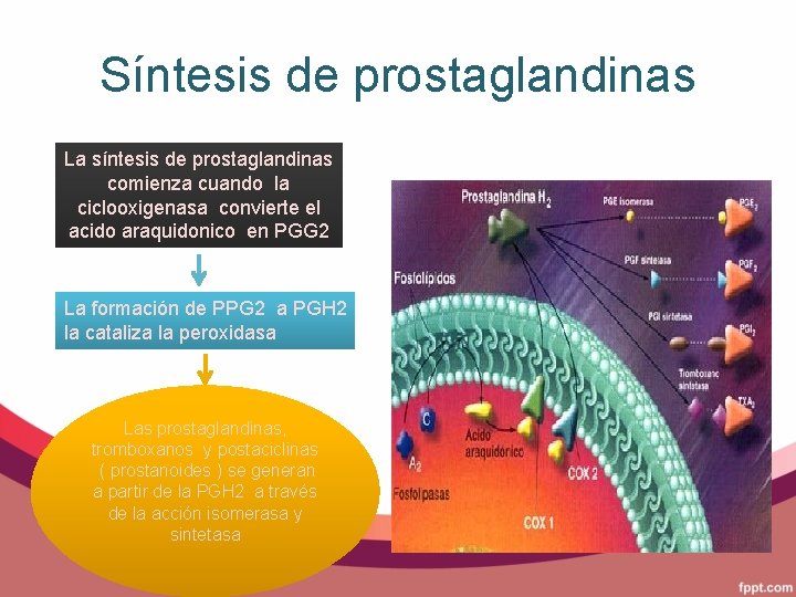 Síntesis de prostaglandinas La síntesis de prostaglandinas comienza cuando la ciclooxigenasa convierte el acido