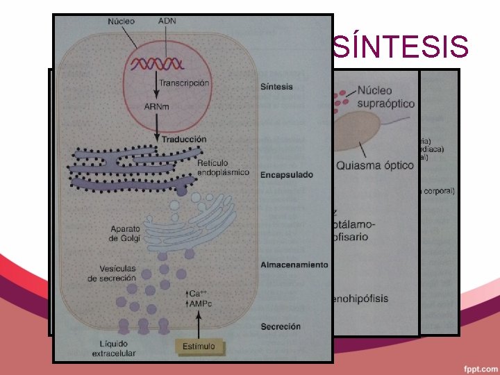 SÍNTESIS 