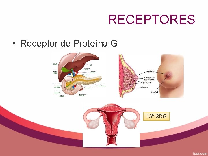 RECEPTORES • Receptor de Proteína G 13ª SDG 