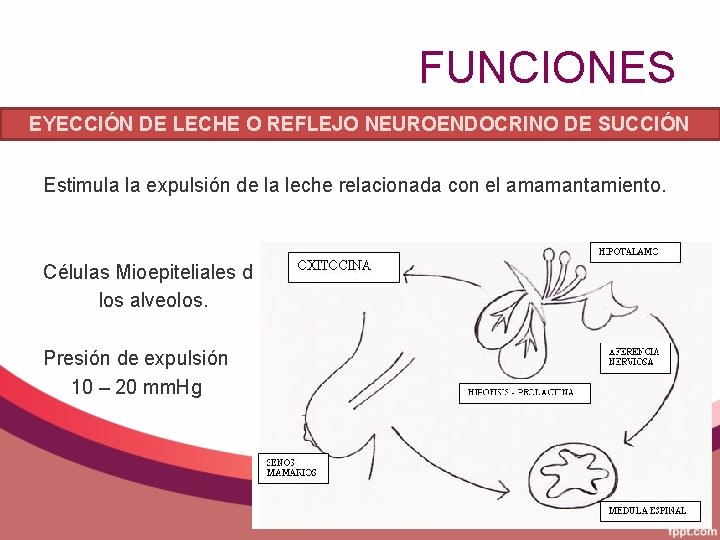 FUNCIONES EYECCIÓN DE LECHE O REFLEJO NEUROENDOCRINO DE SUCCIÓN Estimula la expulsión de la