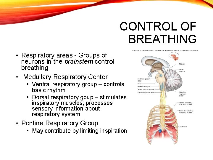 CONTROL OF BREATHING • Respiratory areas - Groups of neurons in the brainstem control