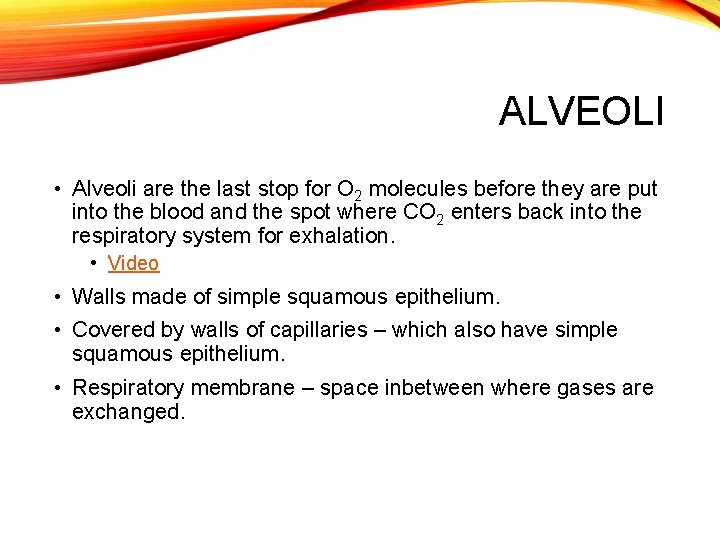 ALVEOLI • Alveoli are the last stop for O 2 molecules before they are