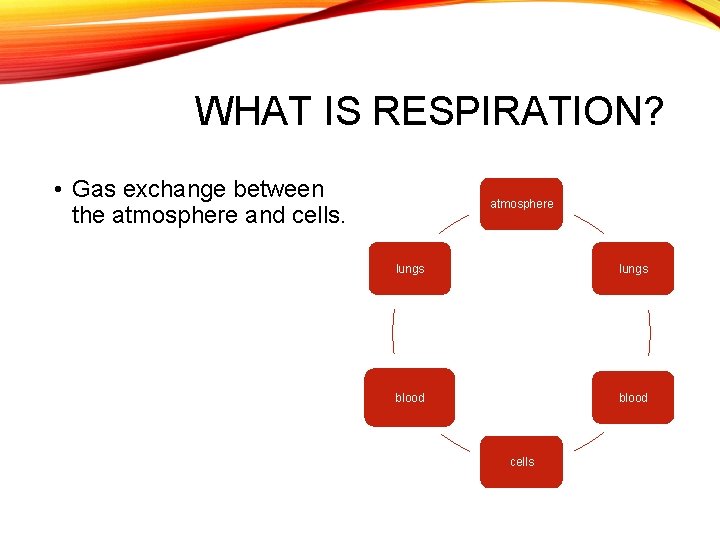 WHAT IS RESPIRATION? • Gas exchange between the atmosphere and cells. atmosphere lungs blood