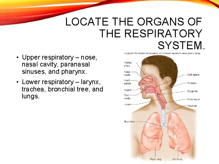 LOCATE THE ORGANS OF THE RESPIRATORY SYSTEM. • Upper respiratory – nose, nasal cavity,