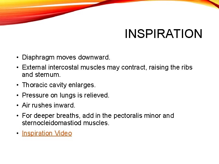INSPIRATION • Diaphragm moves downward. • External intercostal muscles may contract, raising the ribs