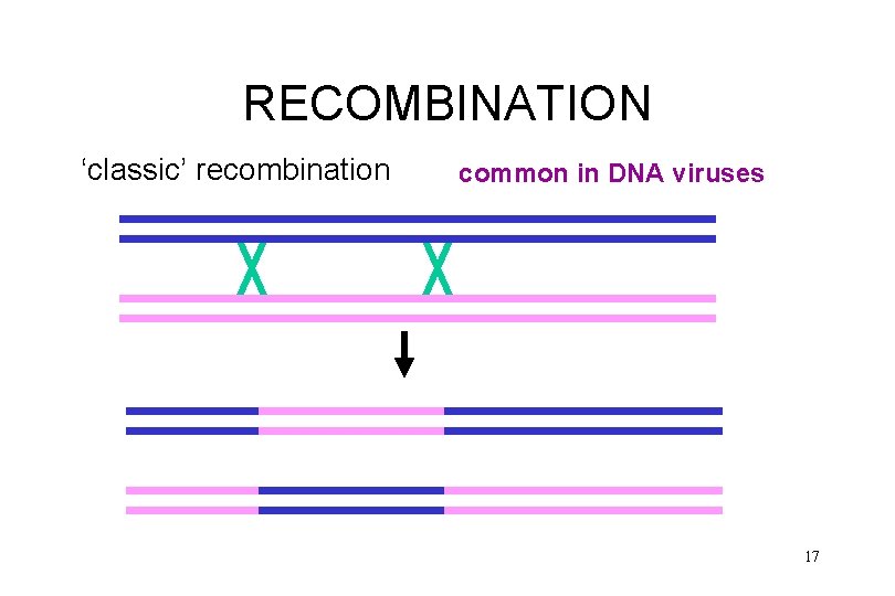 RECOMBINATION ‘classic’ recombination common in DNA viruses 17 