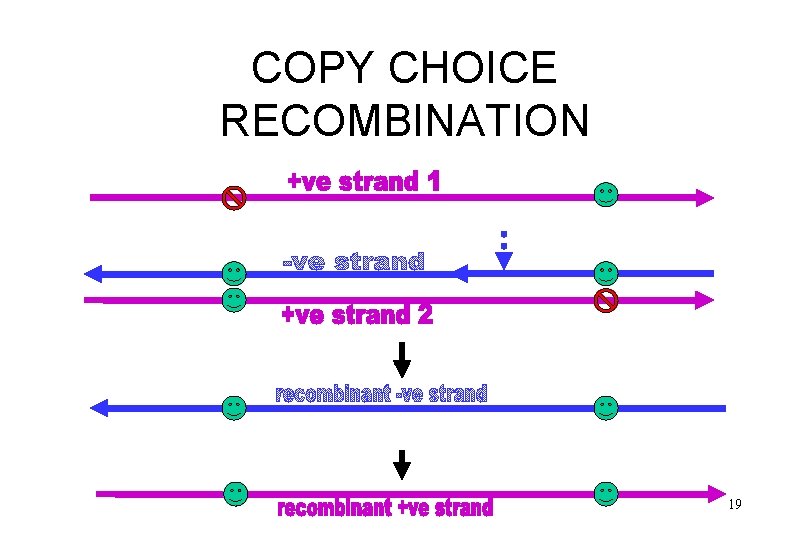 COPY CHOICE RECOMBINATION 19 