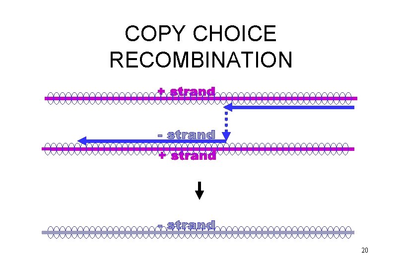 COPY CHOICE RECOMBINATION 20 