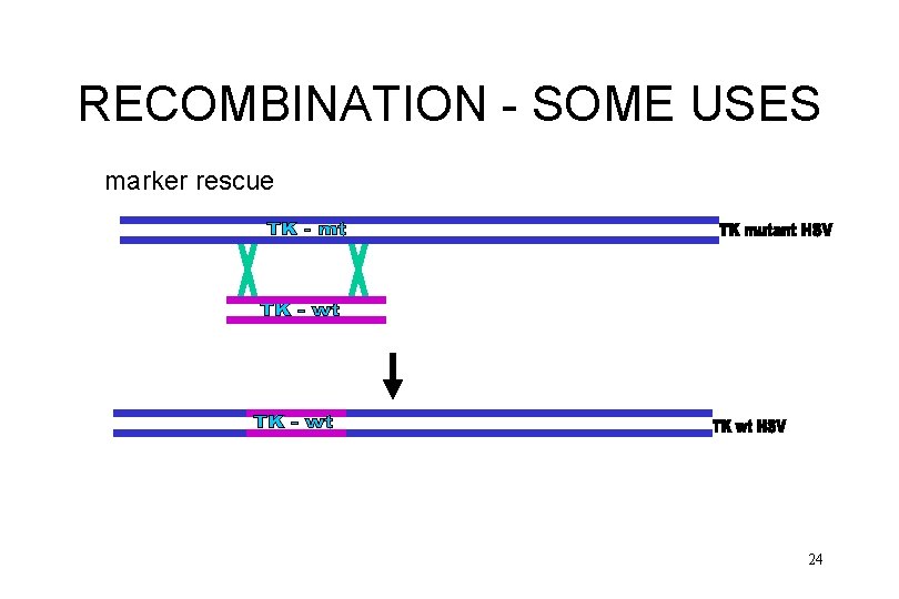 RECOMBINATION - SOME USES marker rescue 24 