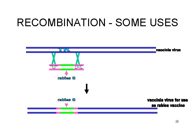RECOMBINATION - SOME USES 26 