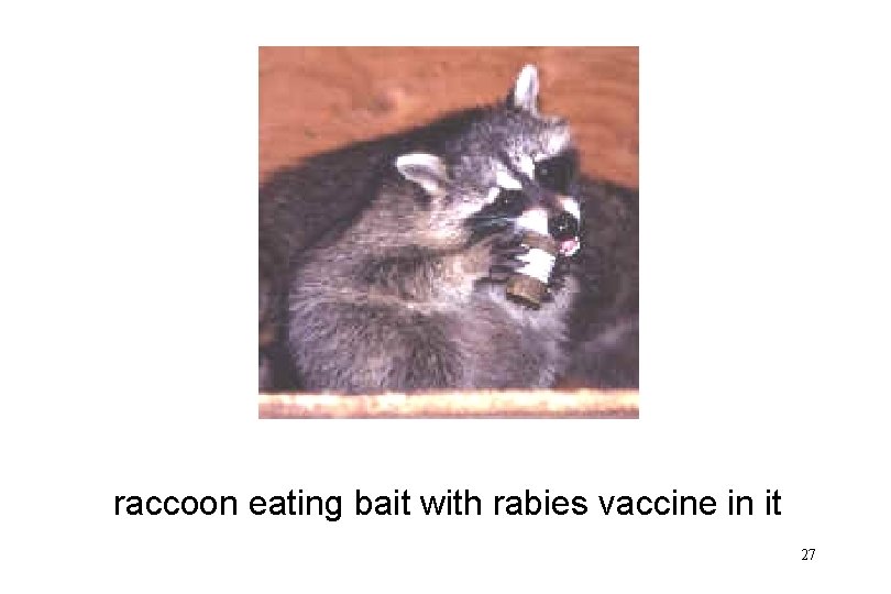 raccoon eating bait with rabies vaccine in it 27 