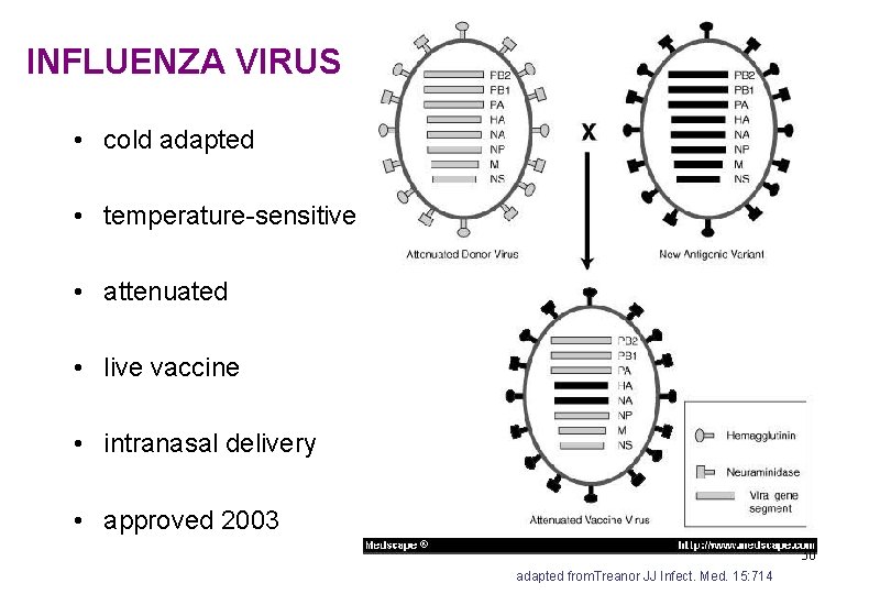INFLUENZA VIRUS • cold adapted • temperature-sensitive • attenuated • live vaccine • intranasal