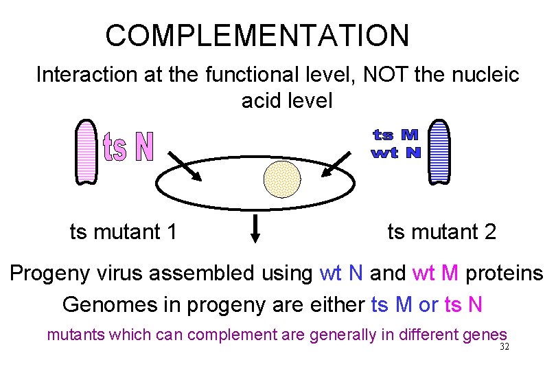 COMPLEMENTATION Interaction at the functional level, NOT the nucleic acid level ts mutant 1