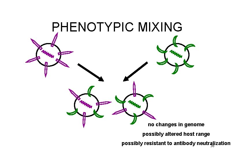 PHENOTYPIC MIXING no changes in genome possibly altered host range possibly resistant to antibody