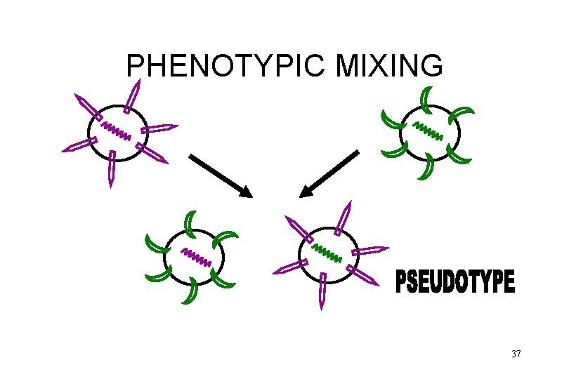 VIRAL PATHOGENESIS LIFE CYCLES VACCINE DEVELOPMENT DRUG