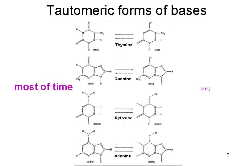 Tautomeric forms of bases most of time rarely 7 