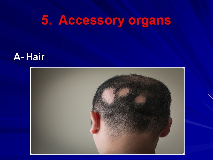 5. Accessory organs A- Hair 