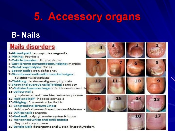 5. Accessory organs B- Nails 