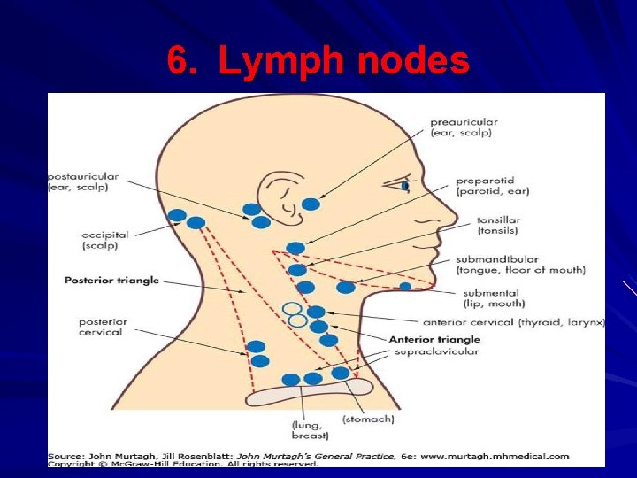 6. Lymph nodes 