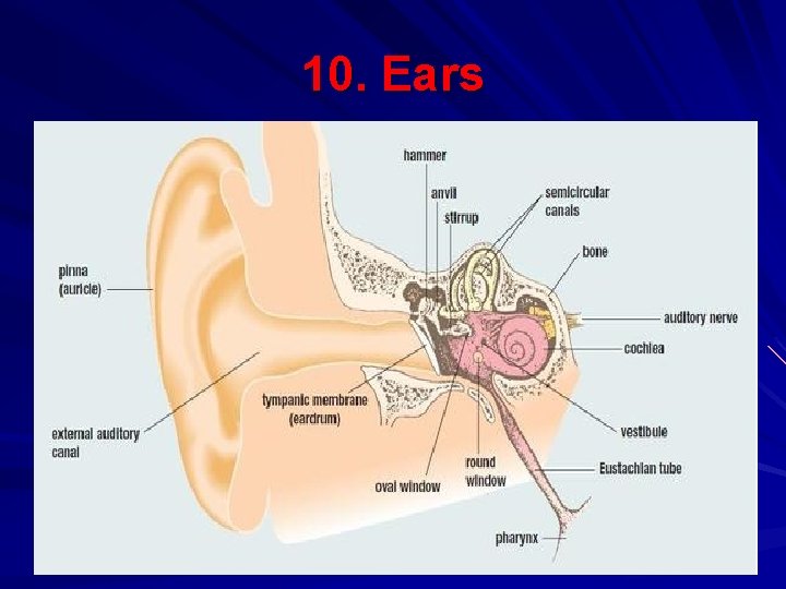 10. Ears 