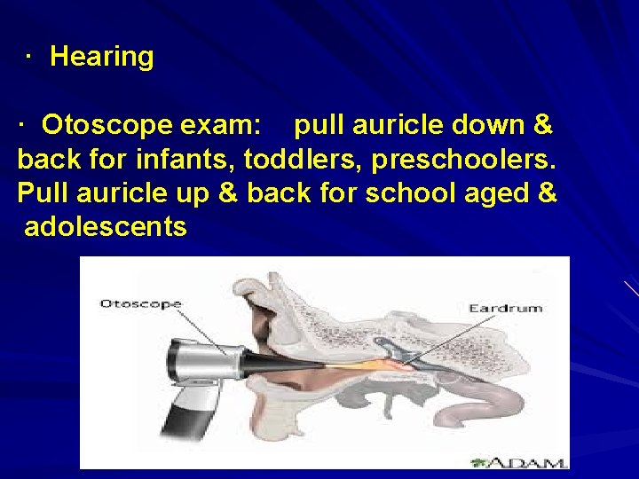 · Hearing · Otoscope exam: pull auricle down & back for infants, toddlers, preschoolers.