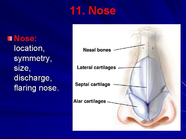11. Nose: location, symmetry, size, discharge, flaring nose. 
