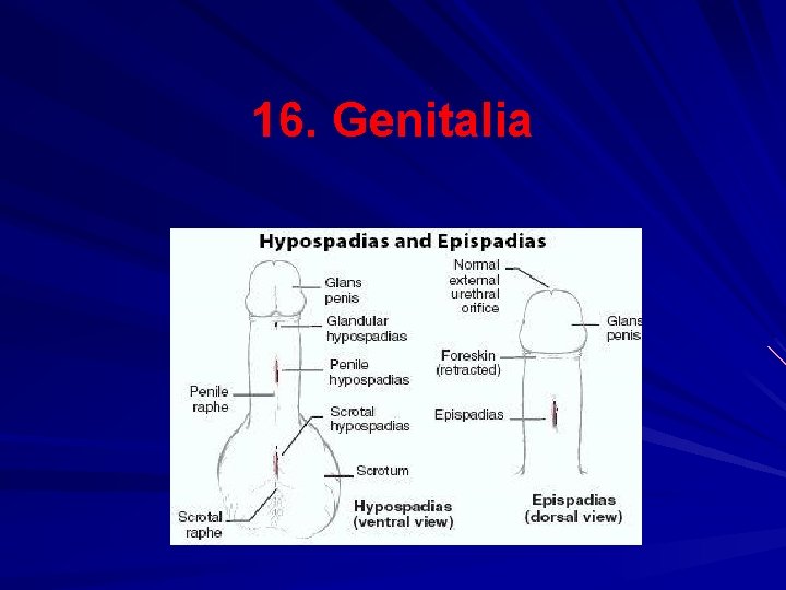 16. Genitalia 