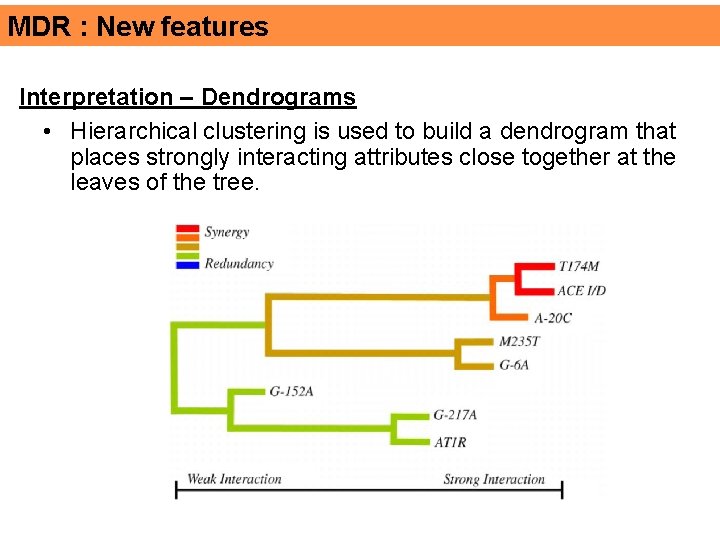 MDR : New features Interpretation – Dendrograms • Hierarchical clustering is used to build