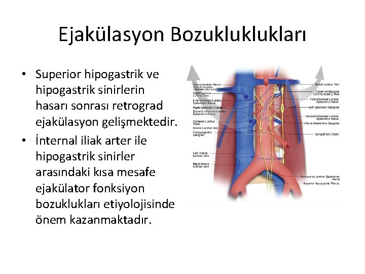 Ejakülasyon Bozukluklukları • Superior hipogastrik ve hipogastrik sinirlerin hasarı sonrası retrograd ejakülasyon gelişmektedir. •