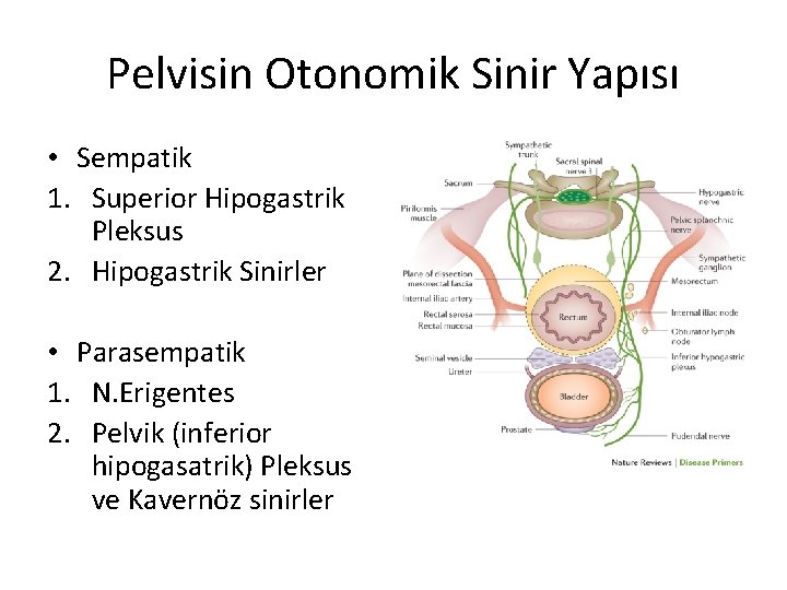 Pelvisin Otonomik Sinir Yapısı • Sempatik 1. Superior Hipogastrik Pleksus 2. Hipogastrik Sinirler •