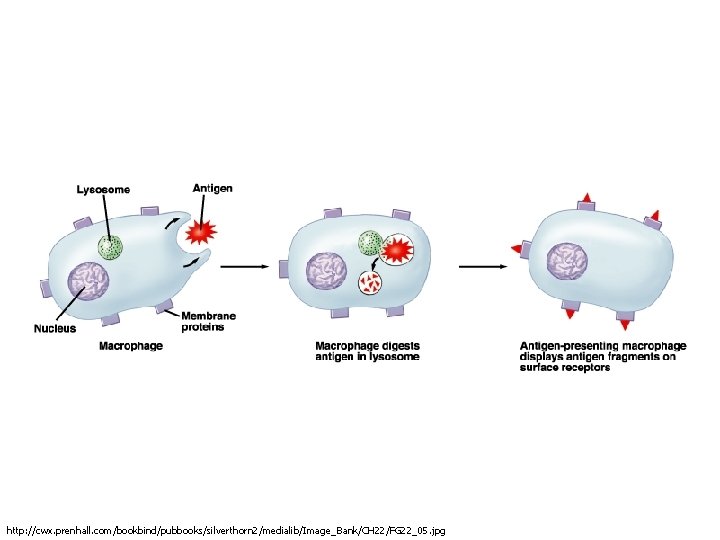 http: //cwx. prenhall. com/bookbind/pubbooks/silverthorn 2/medialib/Image_Bank/CH 22/FG 22_05. jpg 