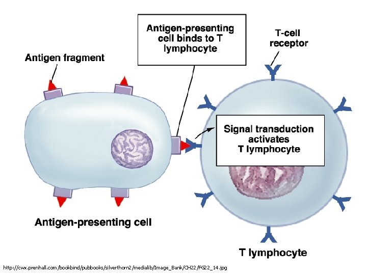 http: //cwx. prenhall. com/bookbind/pubbooks/silverthorn 2/medialib/Image_Bank/CH 22/FG 22_14. jpg 