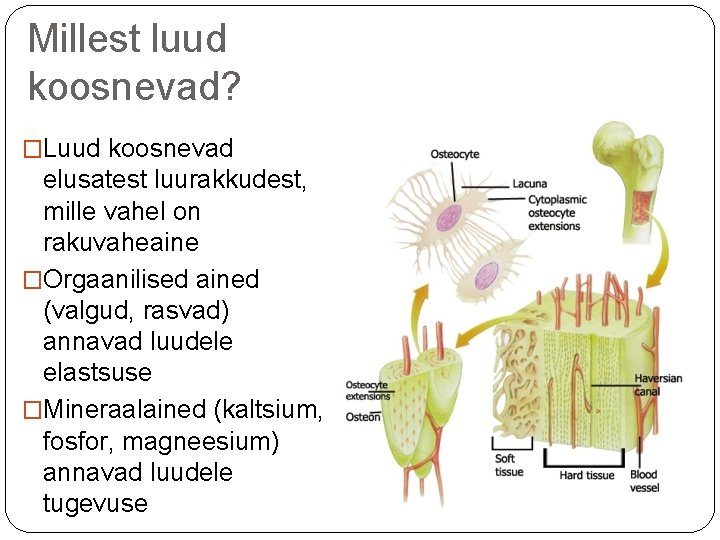 Millest luud koosnevad? �Luud koosnevad elusatest luurakkudest, mille vahel on rakuvaheaine �Orgaanilised ained (valgud,