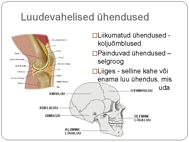 Luudevahelised ühendused �Liikumatud ühendused - koljuõmblused �Painduvad ühendused – selgroog �Liiges - selline kahe Luudevahelised ühendused �Liikumatud ühendused - koljuõmblused �Painduvad ühendused – selgroog �Liiges - selline kahe