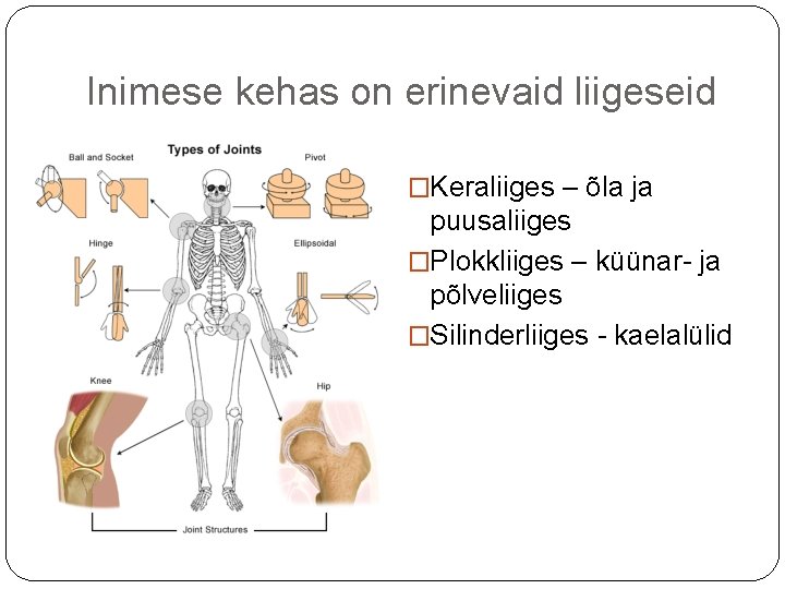 Inimese kehas on erinevaid liigeseid �Keraliiges – õla ja puusaliiges �Plokkliiges – küünar- ja