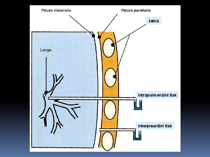 žebra intrapulmonální tlak interpleurální tlak 