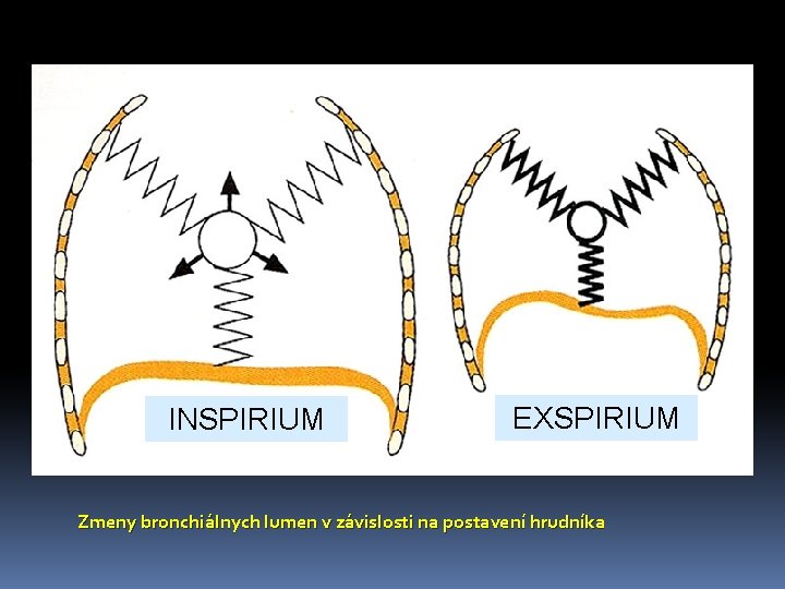 INSPIRIUM EXSPIRIUM Zmeny bronchiálnych lumen v závislosti na postavení hrudníka 