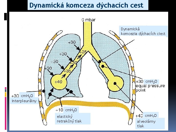Dynamická komceza dýchacích cest Dynamická komcezia dýchacích ciest cm. H 2 O interpleurálny cm.