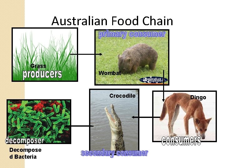 Australian Food Chain Grass Wombat Crocodile Decompose d Bacteria Dingo 