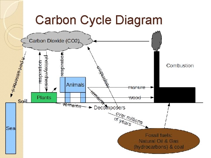 Carbon Cycle Diagram 