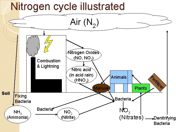 Nitrogen cycle illustrated Air (N 2) Combustion & Lightning Nitrogen Oxides (NO, NO 2)